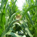 in-the-cornfield